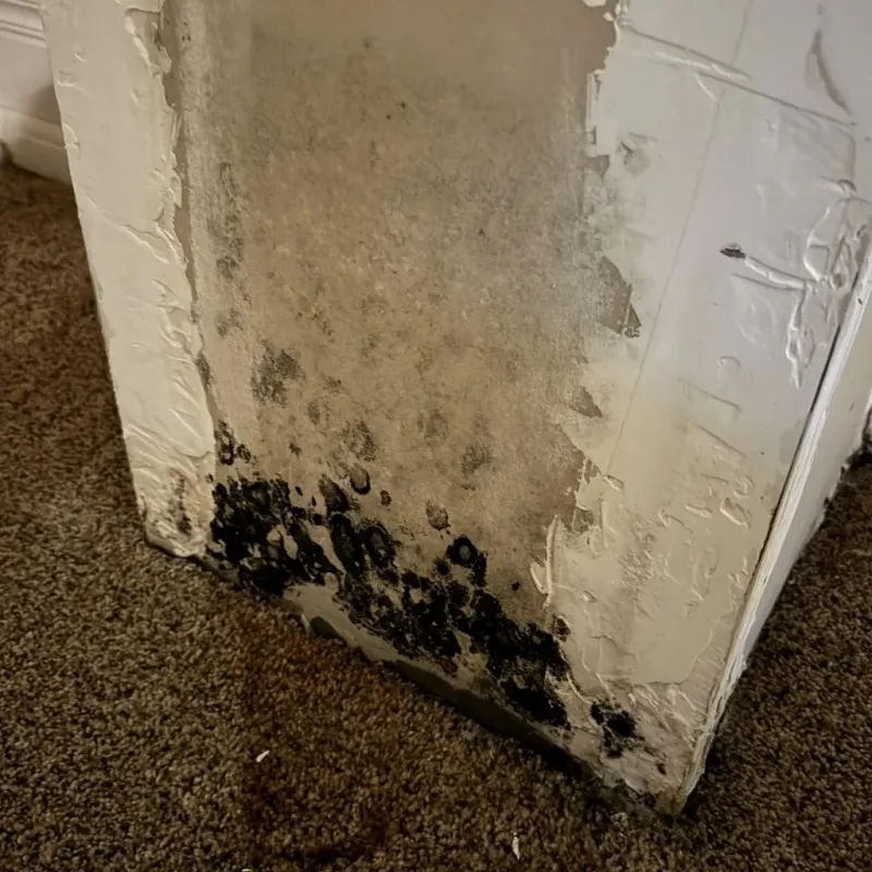 Professional Mold Removal in Dinuba, CA